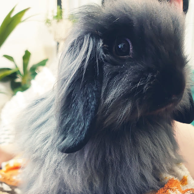 nenekoさんの実例写真