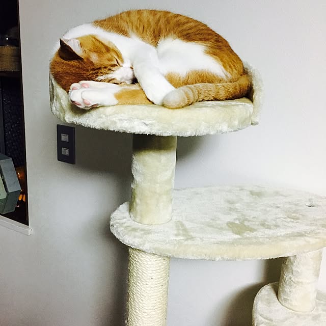 abcさんの実例写真