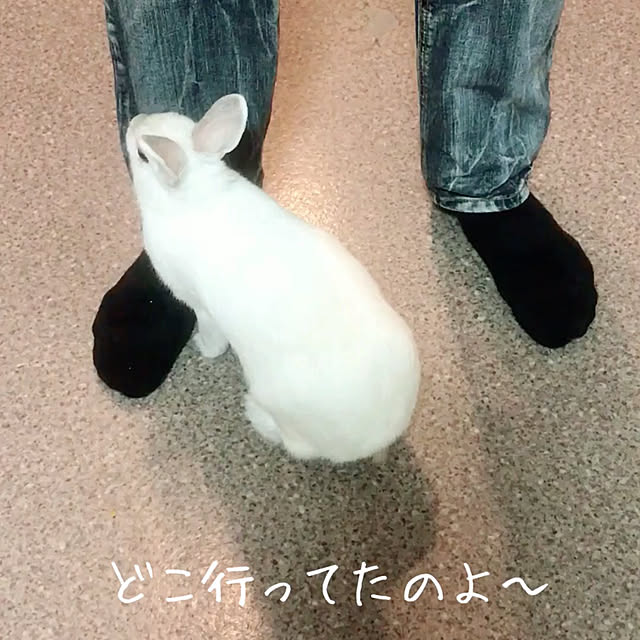 usako66さんの実例写真