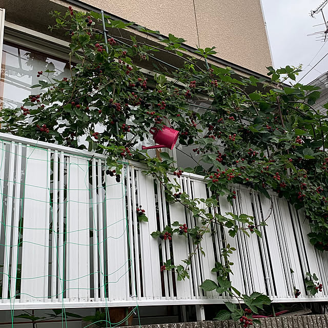 moyuhiさんの部屋