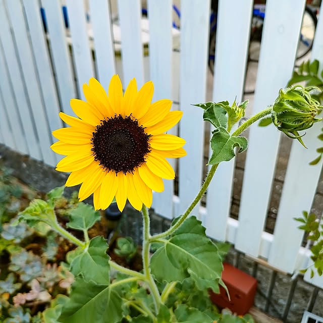VERANDARJUNさんの実例写真