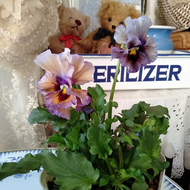 showさんの部屋