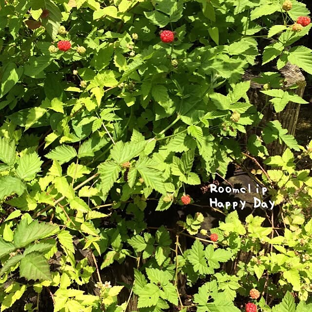 samanthakitchenさんの実例写真