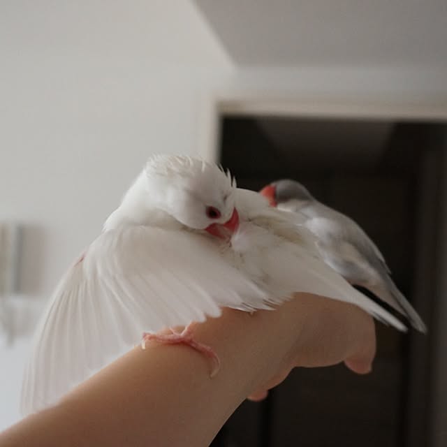 kinako_shiro_ginさんの実例写真