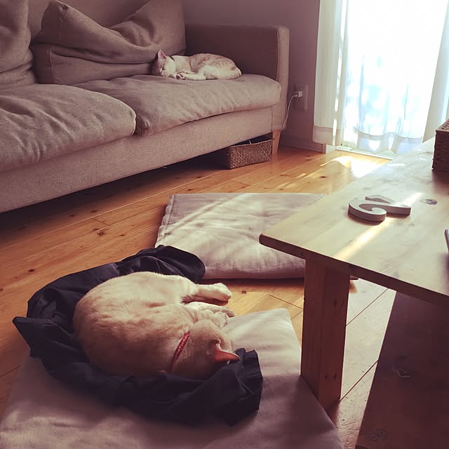 chiimalさんの実例写真