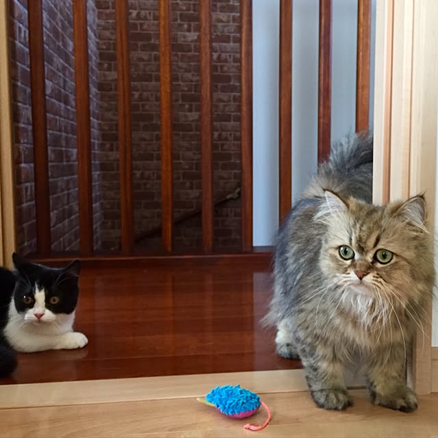 butachanさんの実例写真