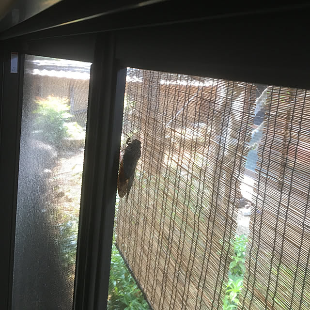 miho.ymmt1110さんの実例写真