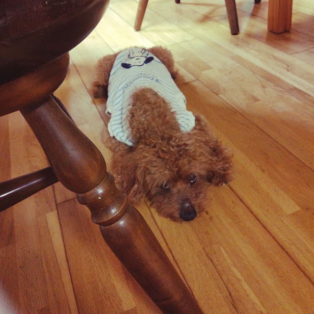 Riccaさんの実例写真
