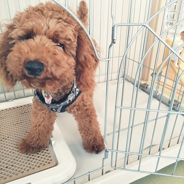 chokocreamさんの実例写真