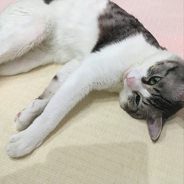 ayaさんの実例写真