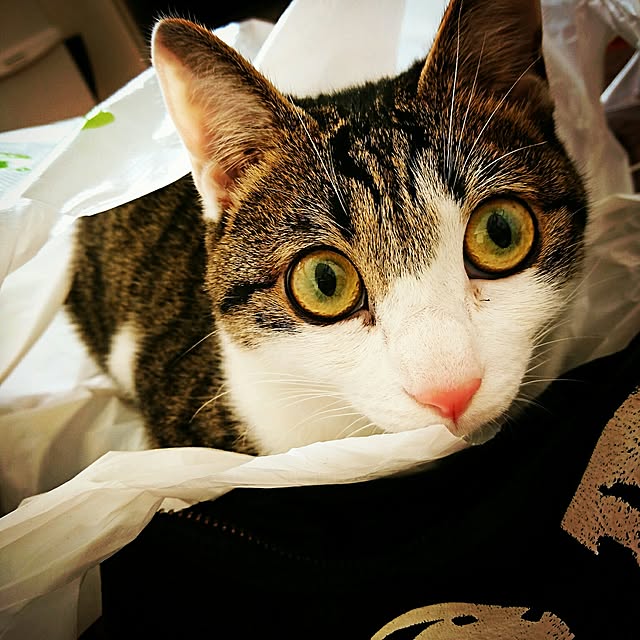 kiraさんの実例写真