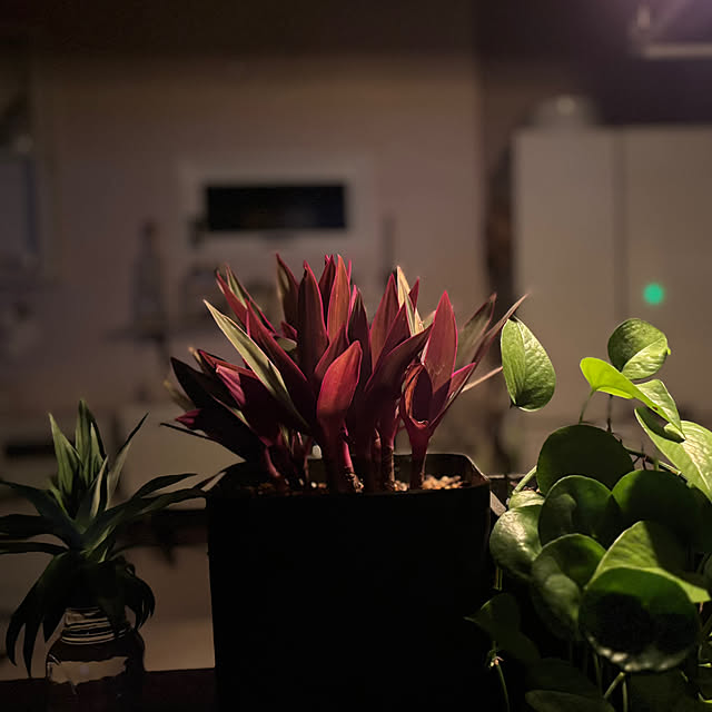 usagiさんの実例写真