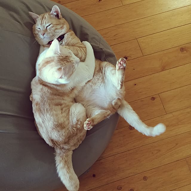 chiimalさんの実例写真