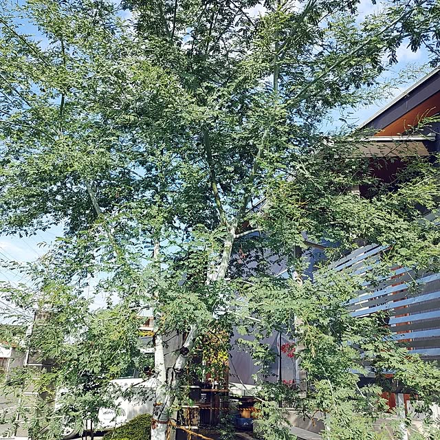 yueimamaさんの実例写真