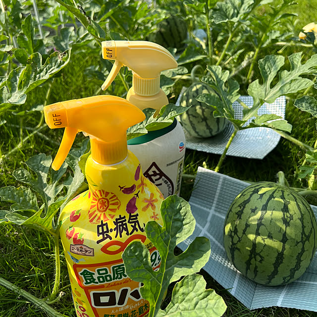 hamuさんの部屋