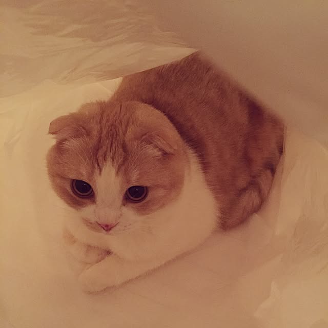 123zzzさんの実例写真