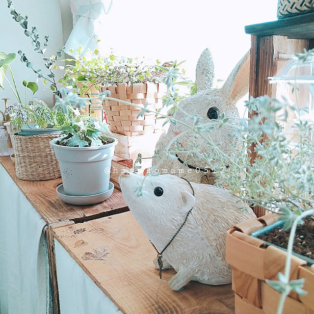 hiyokomame0512さんの実例写真