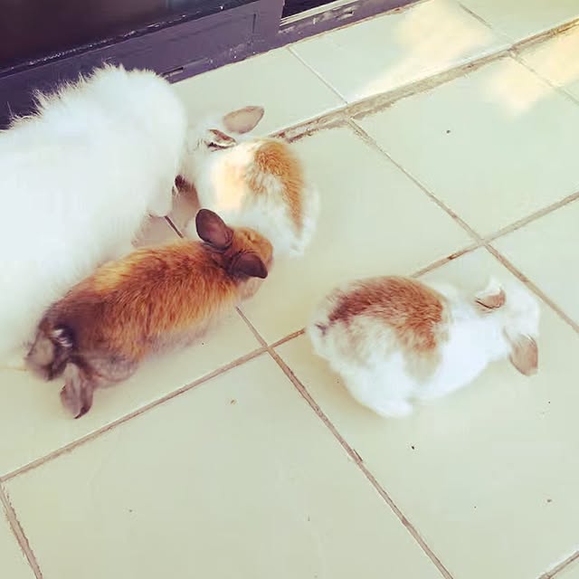 MARIさんの実例写真