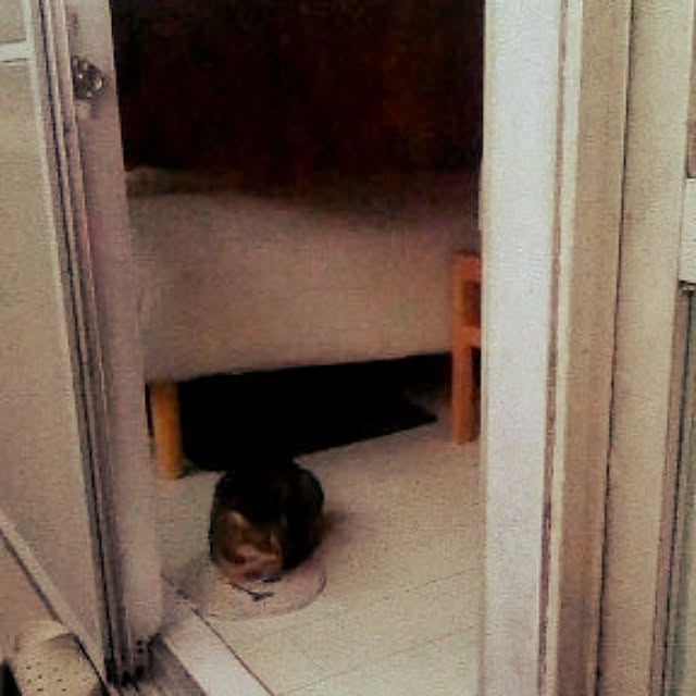 catloveさんの実例写真