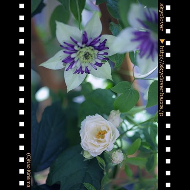 naokirisimaさんの実例写真
