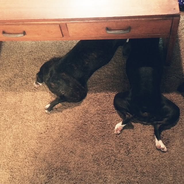 BOSTONさんの実例写真