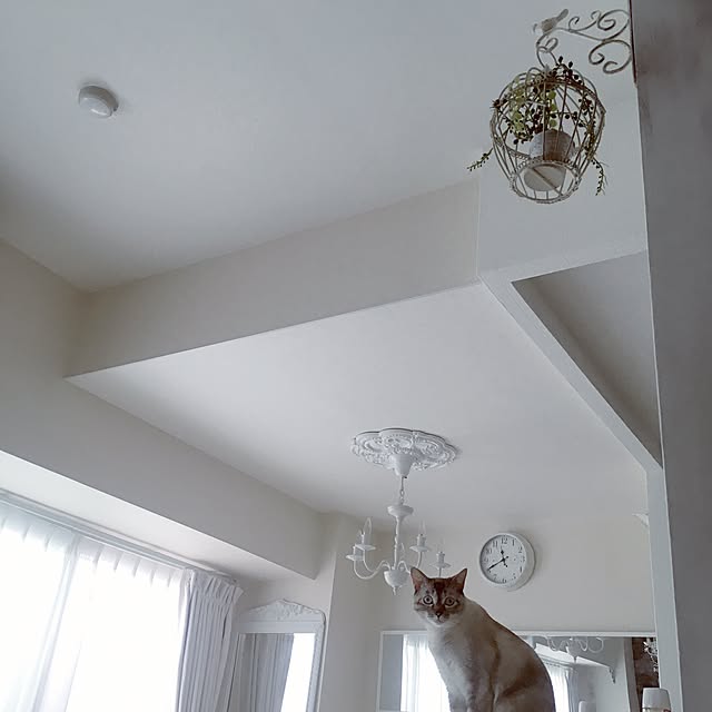 noelさんの実例写真