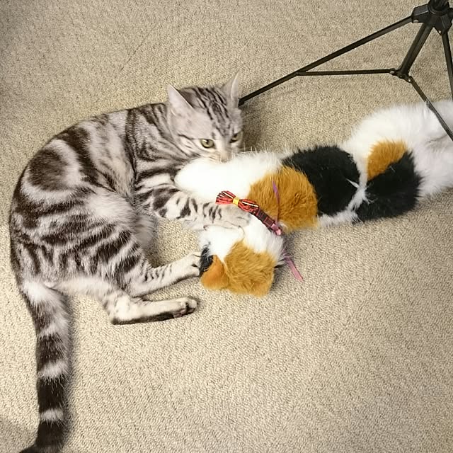 Reoさんの実例写真