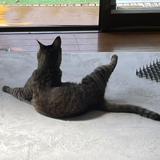 壁/天井/ねこのいる風景/エクササイズ猫のインテリア実例 - 2022-09-08 08:55:08