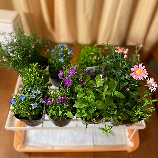 meruさんの実例写真