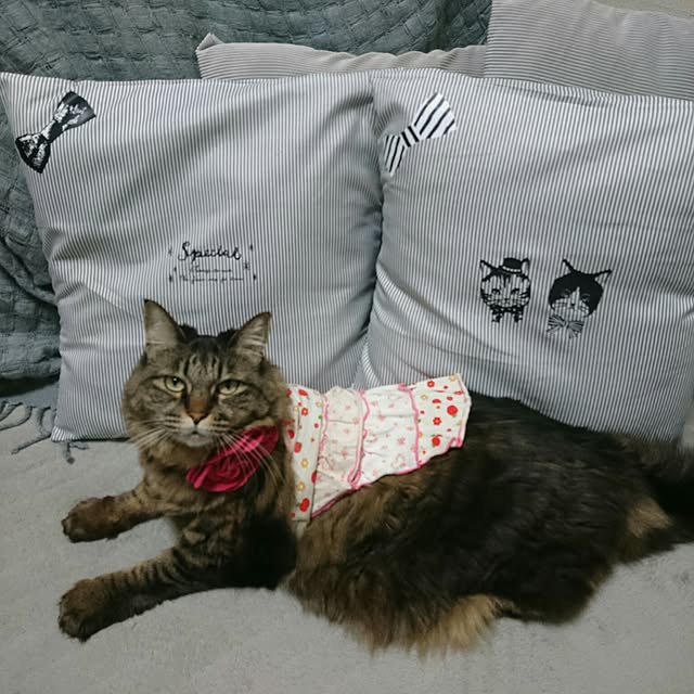 mayu.ariさんの実例写真
