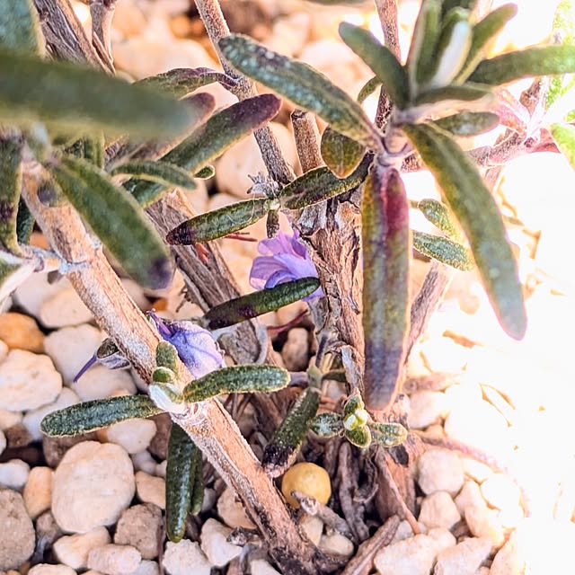 mi-saさんの部屋