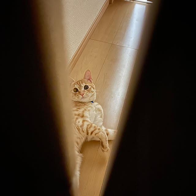 chiiさんの部屋