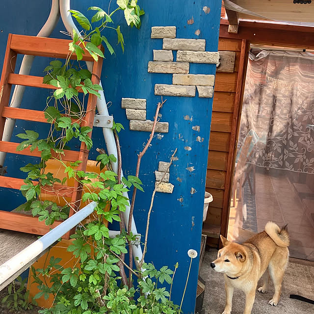 midoさんの実例写真