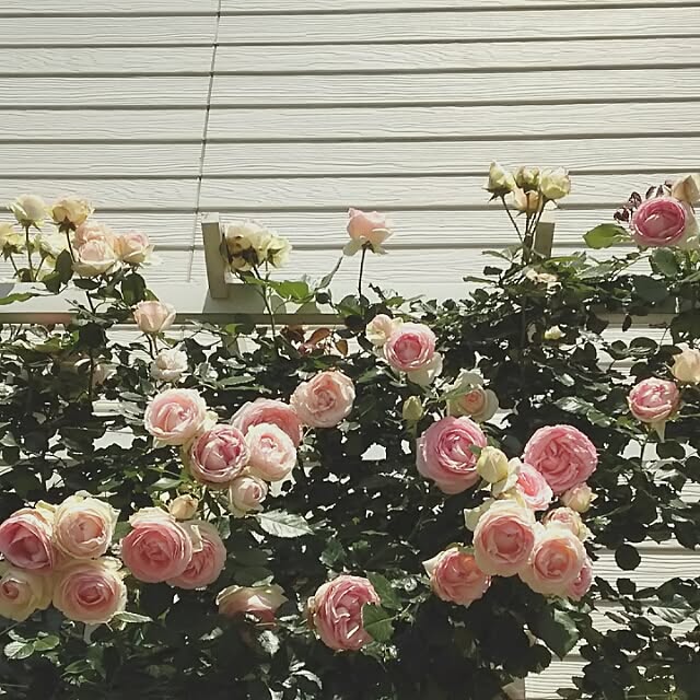 s.mamaさんの実例写真