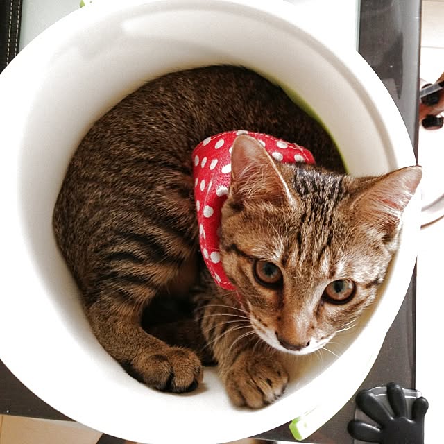 konatsuさんの実例写真