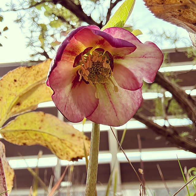 ayayayayaさんの実例写真