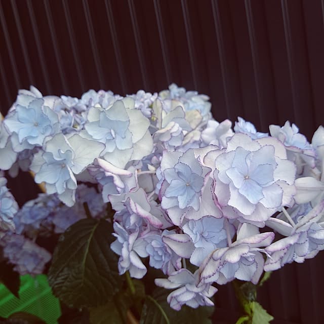 ichisanさんの実例写真