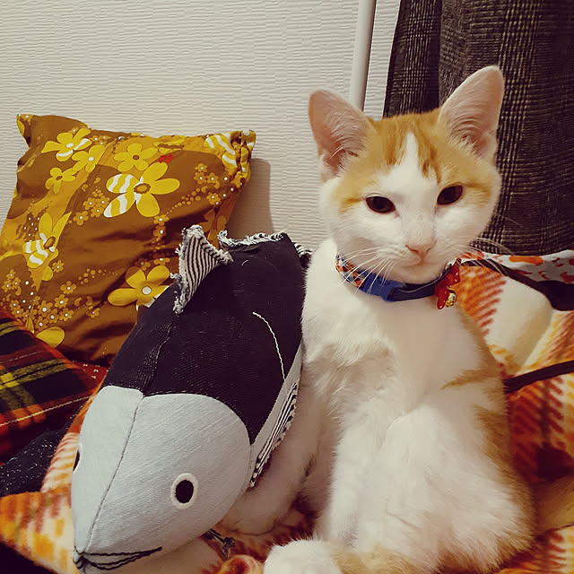 knm5588さんの実例写真