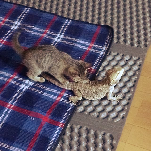 Akikoさんの実例写真