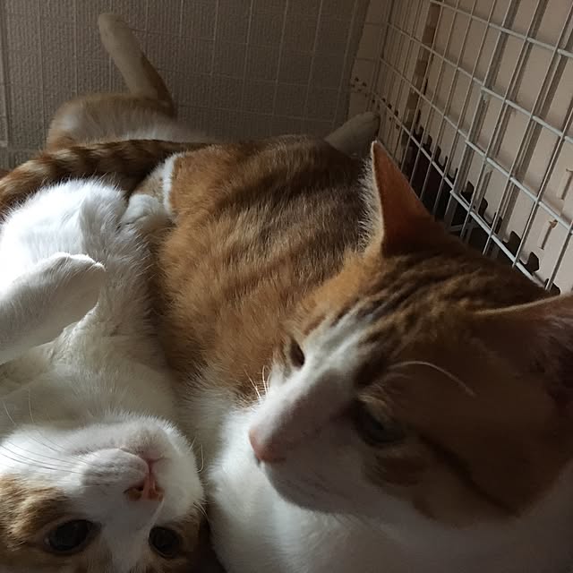 kaihazuさんの実例写真