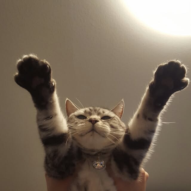 masayoさんの実例写真