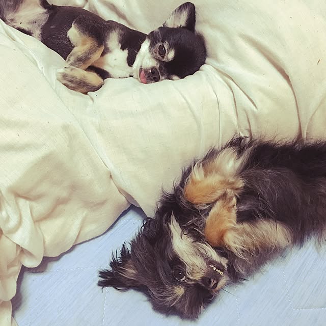 sarychamさんの実例写真