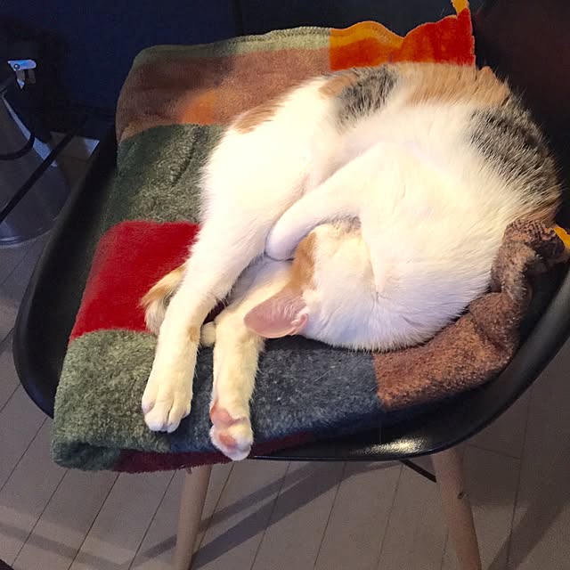 ziziguguさんの実例写真