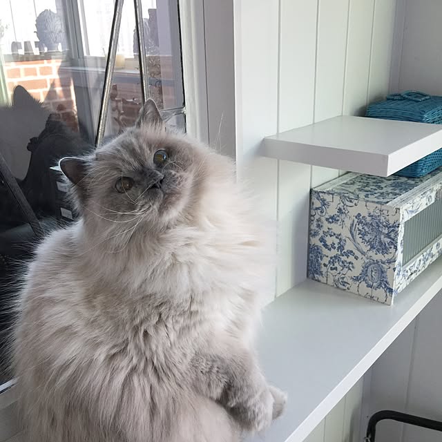 yuchiさんの実例写真