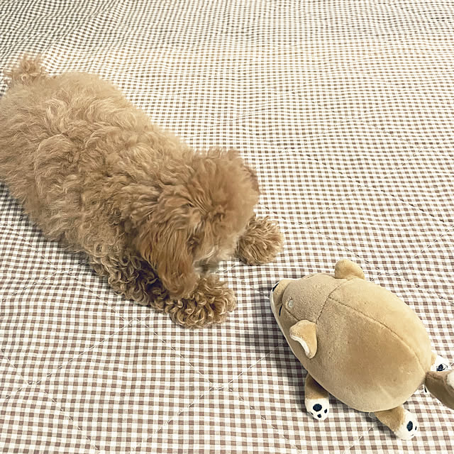 kawauso15さんの部屋