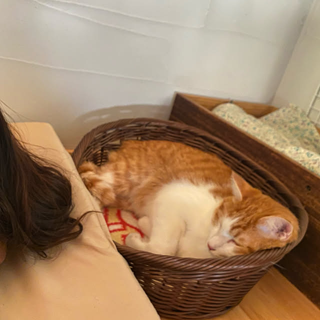senbei.sakuramochiさんの実例写真