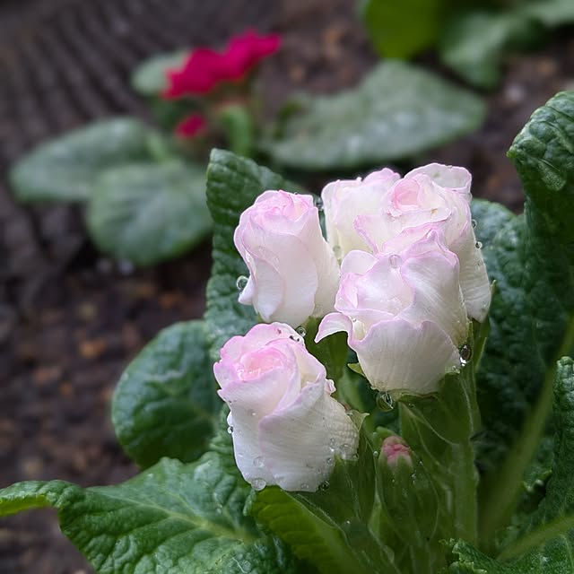 reeさんの実例写真