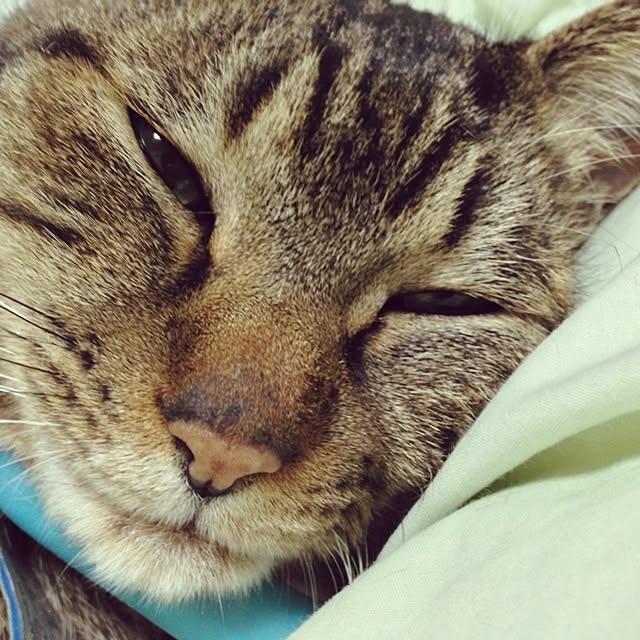 aiさんの実例写真