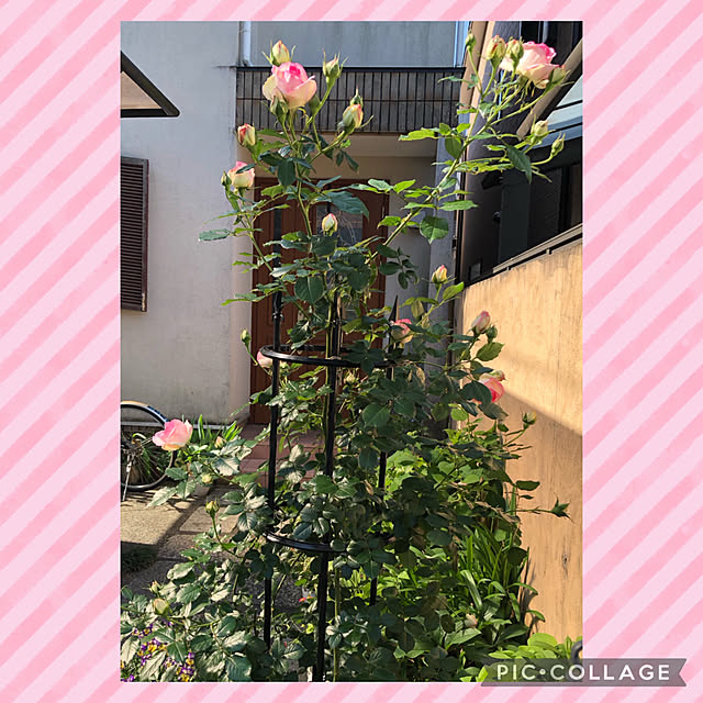 fumikoiさんの実例写真
