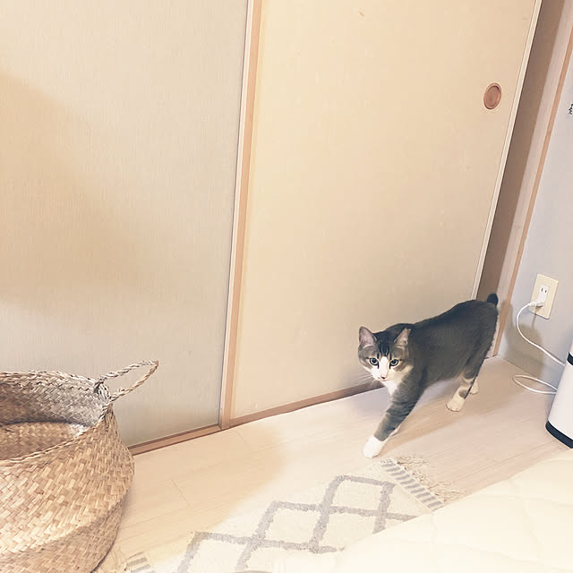nekomiさんの実例写真